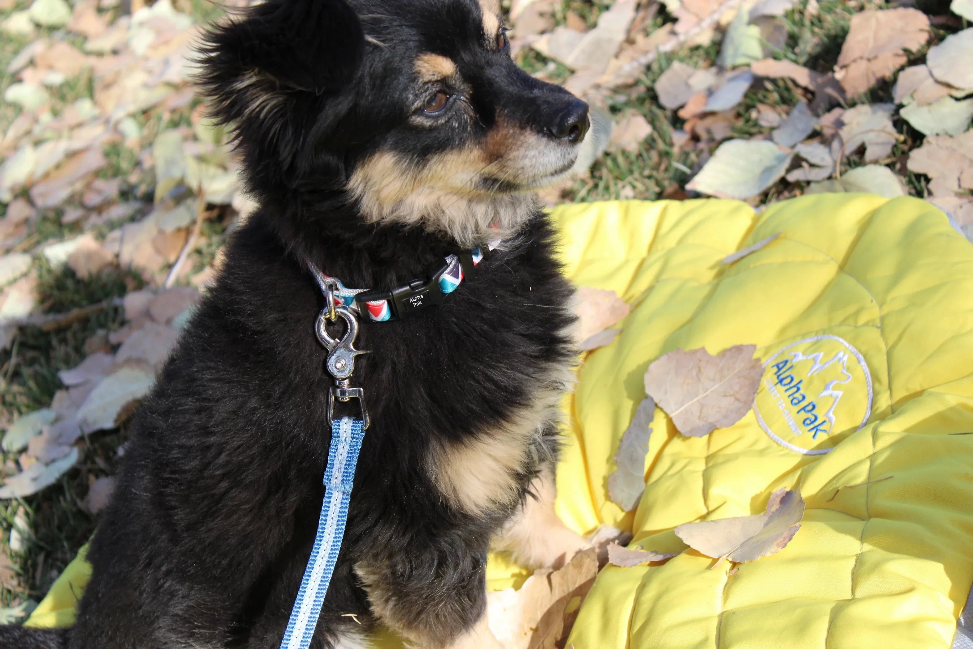 Appalachian Jazz Blue Flat Dog Leash by Pet Care