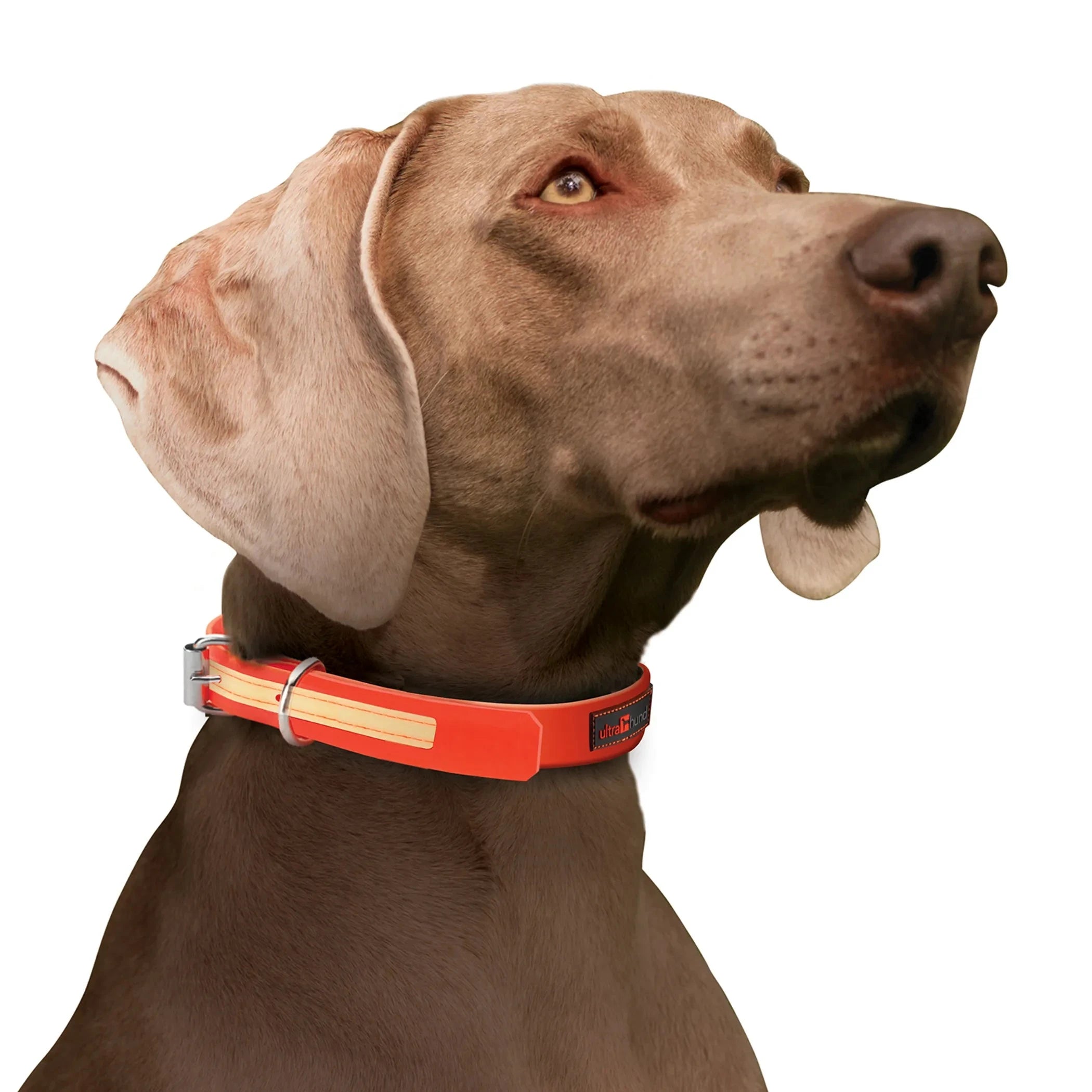 Play Glow Collar by Pet Care