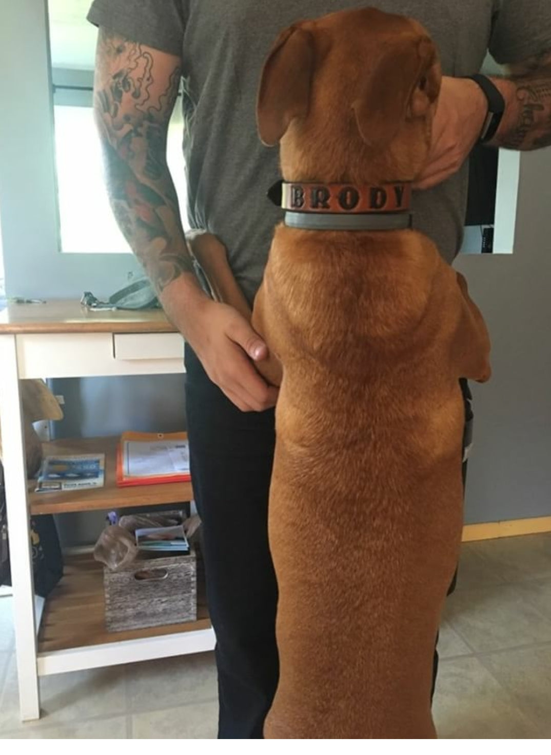 Dog Collar